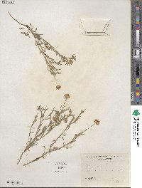 Erigeron divergens image