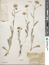 Erigeron glabellus var. pubescens image