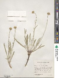 Erigeron eatonii image