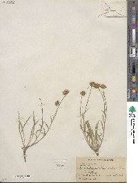 Erigeron eatonii image