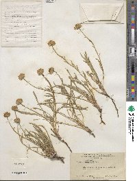 Erigeron eatonii image