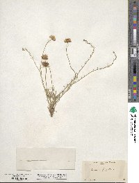 Erigeron flagellaris image