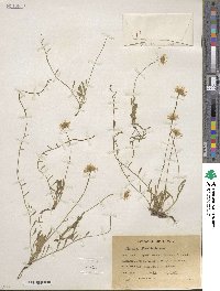 Erigeron flagellaris image