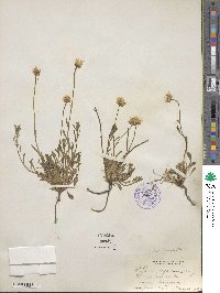 Erigeron flagellaris image