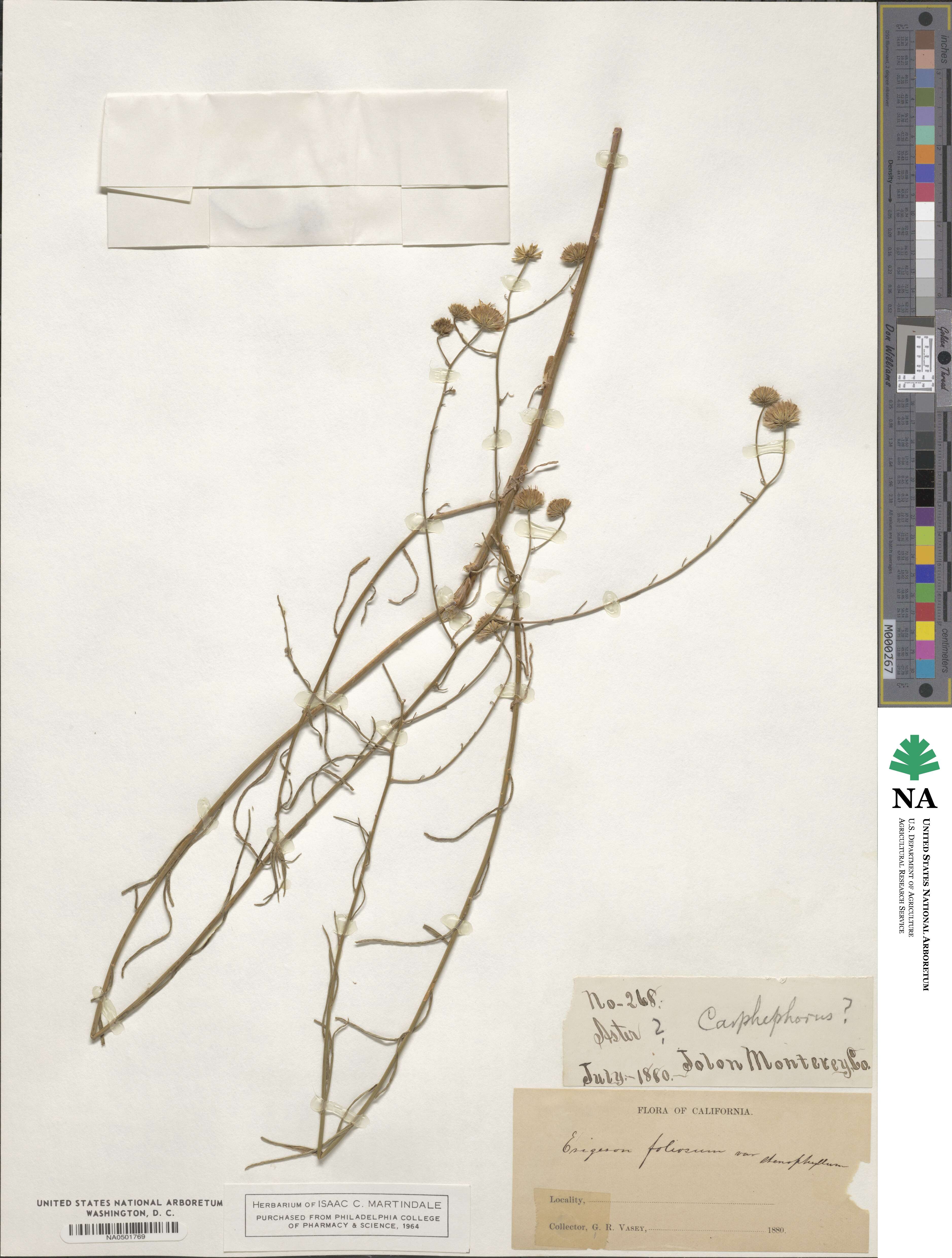 Erigeron foliosus image