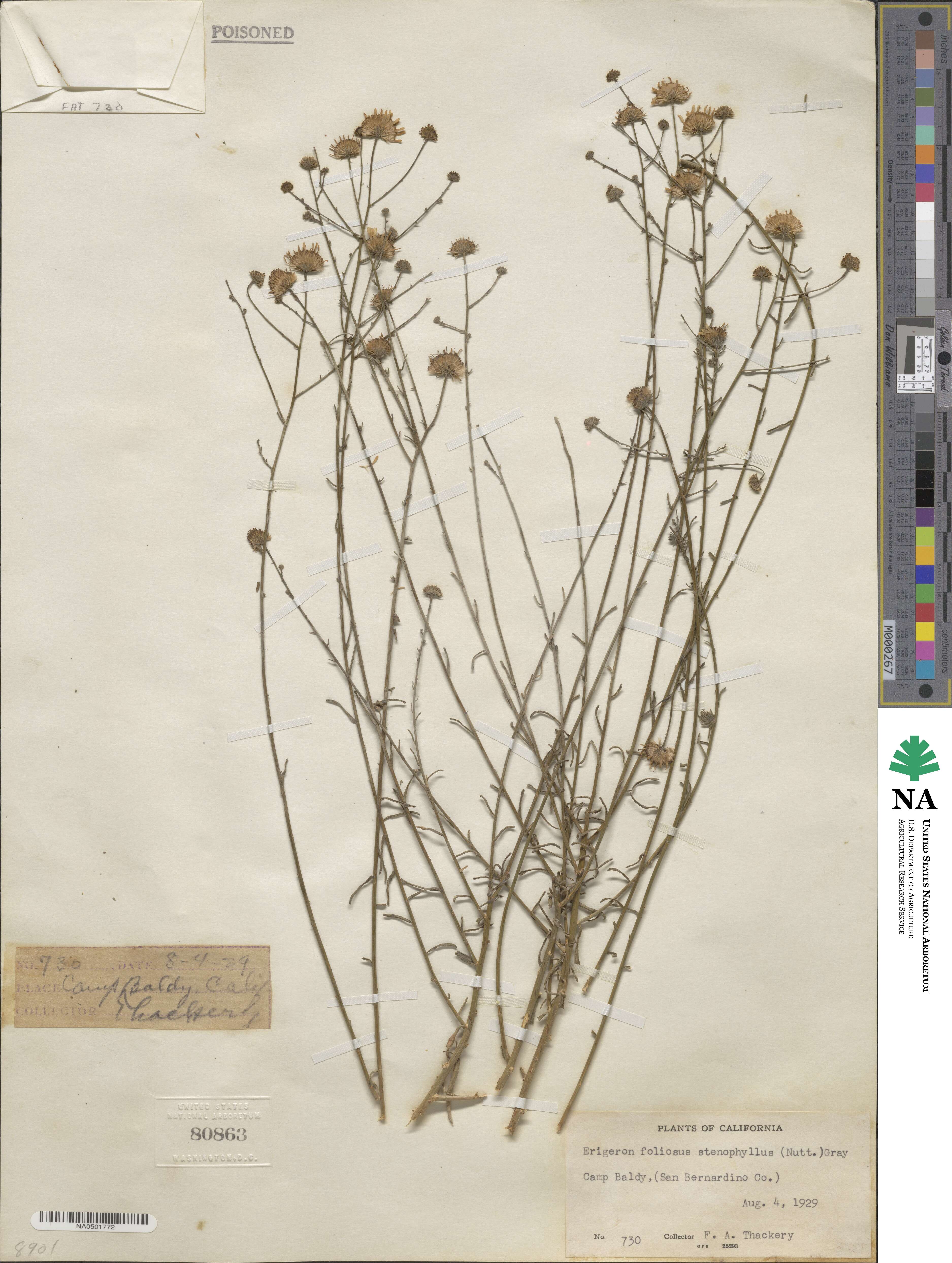 Erigeron foliosus var. stenophyllus image