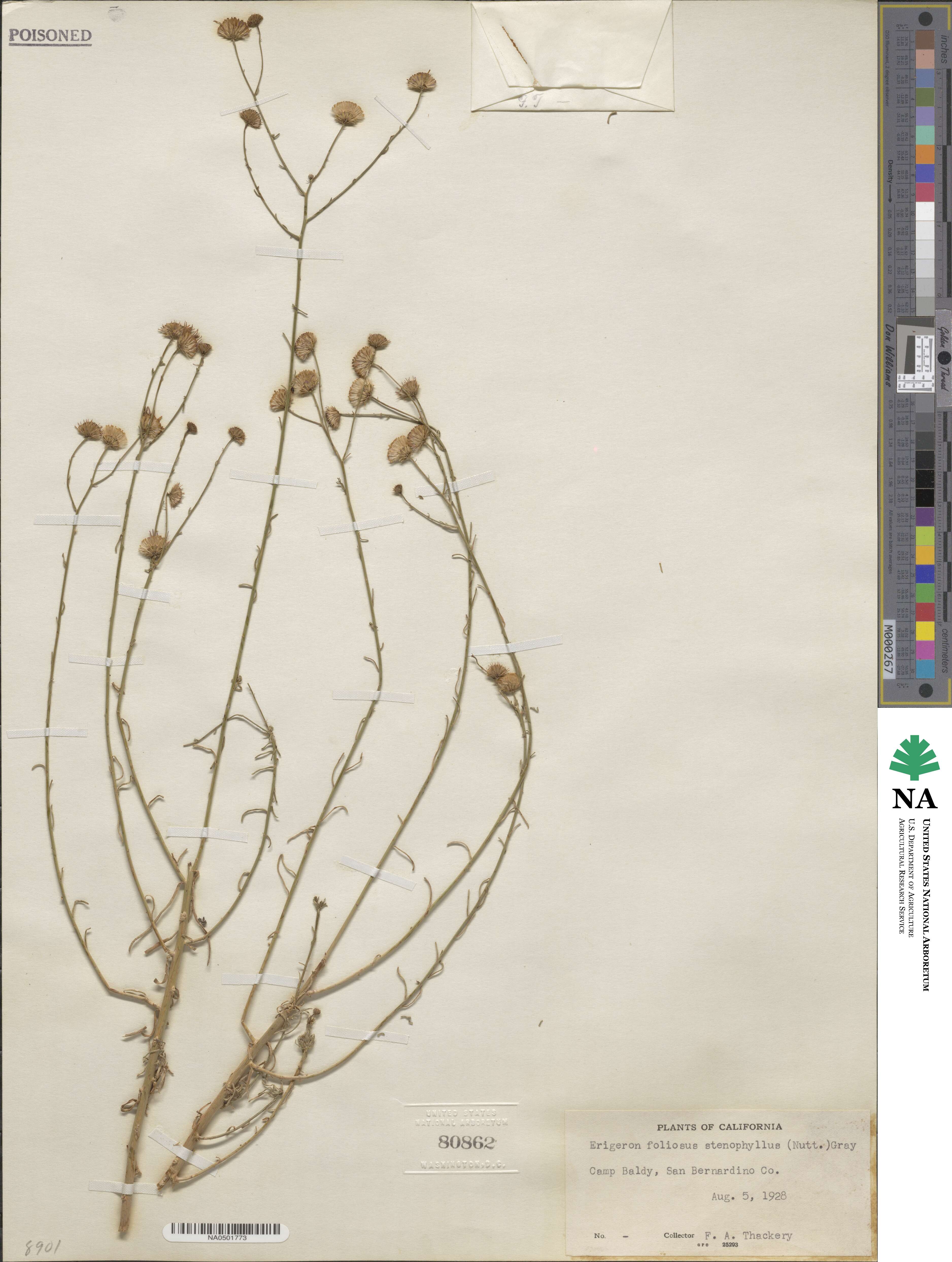 Erigeron foliosus var. stenophyllus image