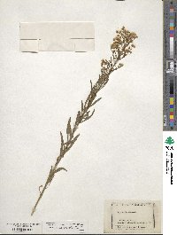 Erigeron canadensis image