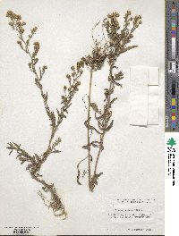 Erigeron canadensis image