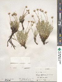 Erigeron caespitosus image