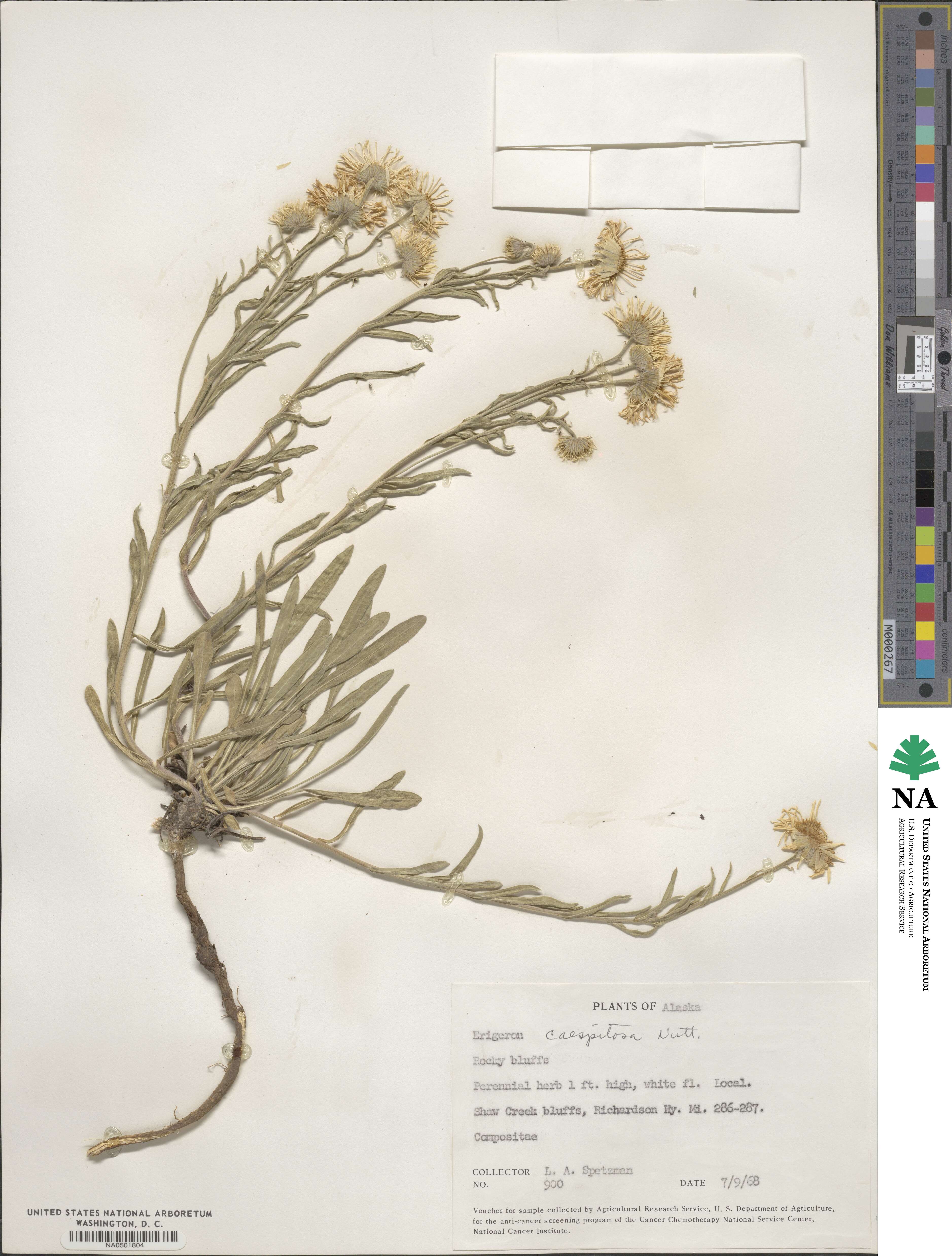 Erigeron caespitosus image