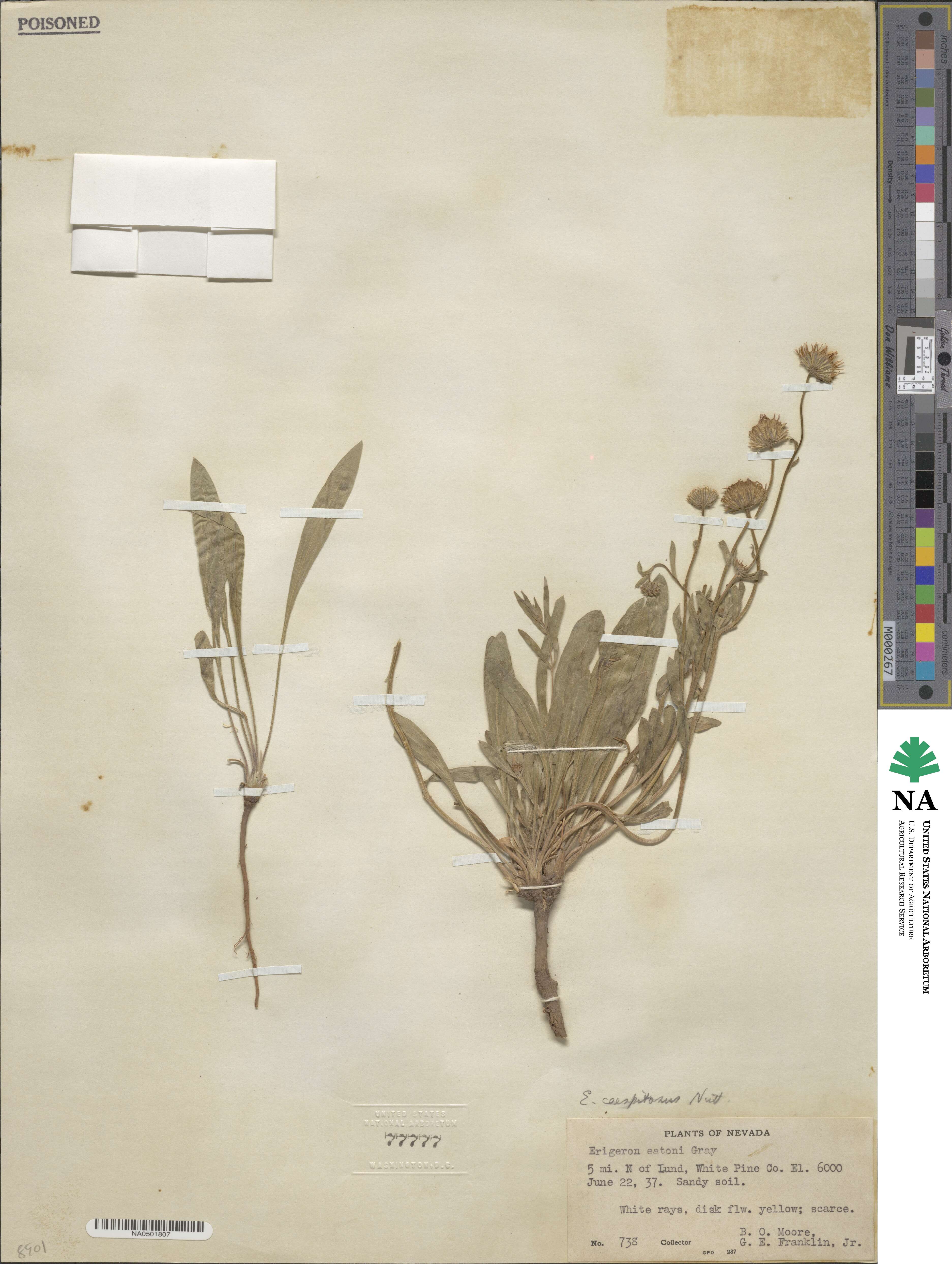Erigeron caespitosus image