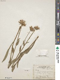 Erigeron glacialis image