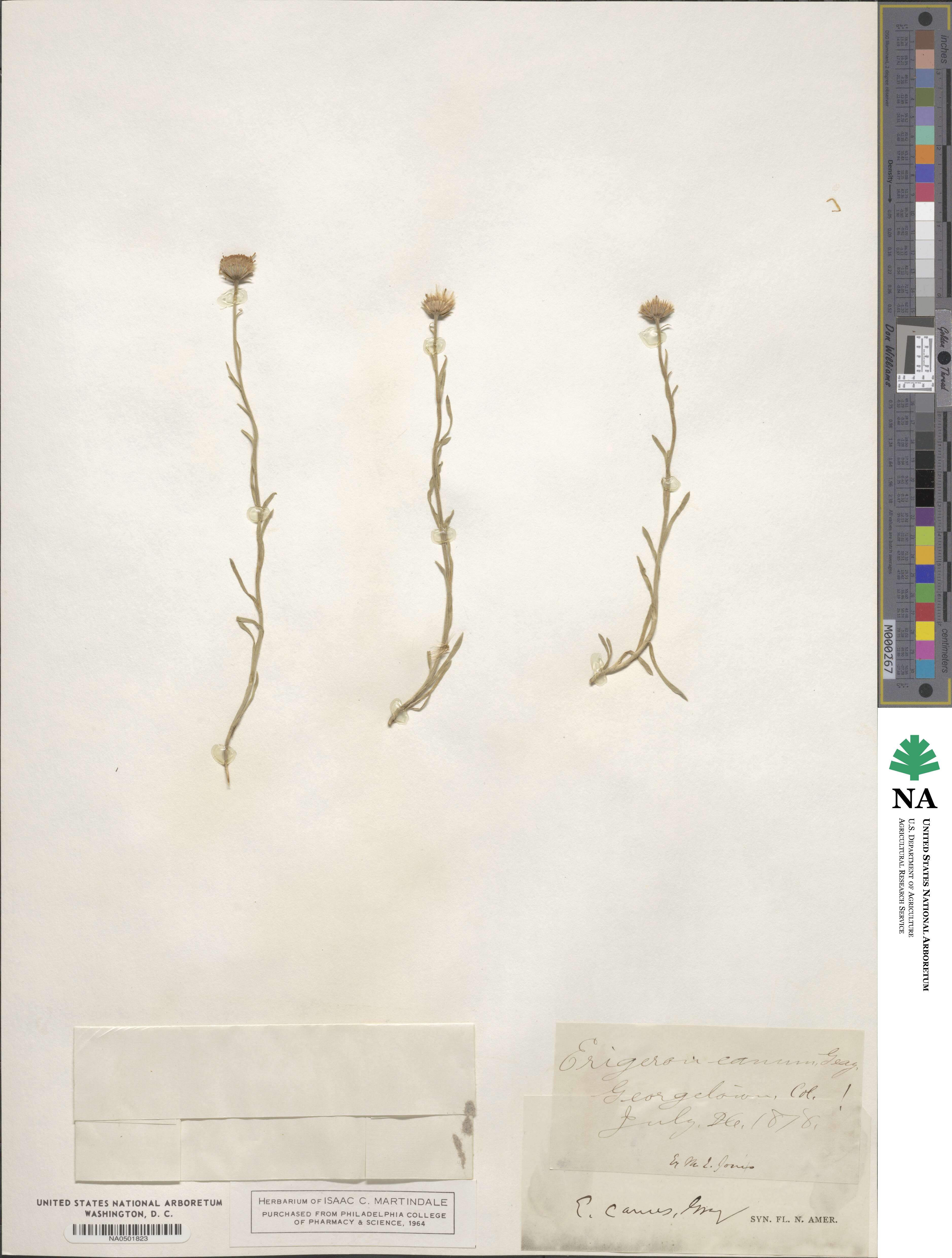 Erigeron canus image