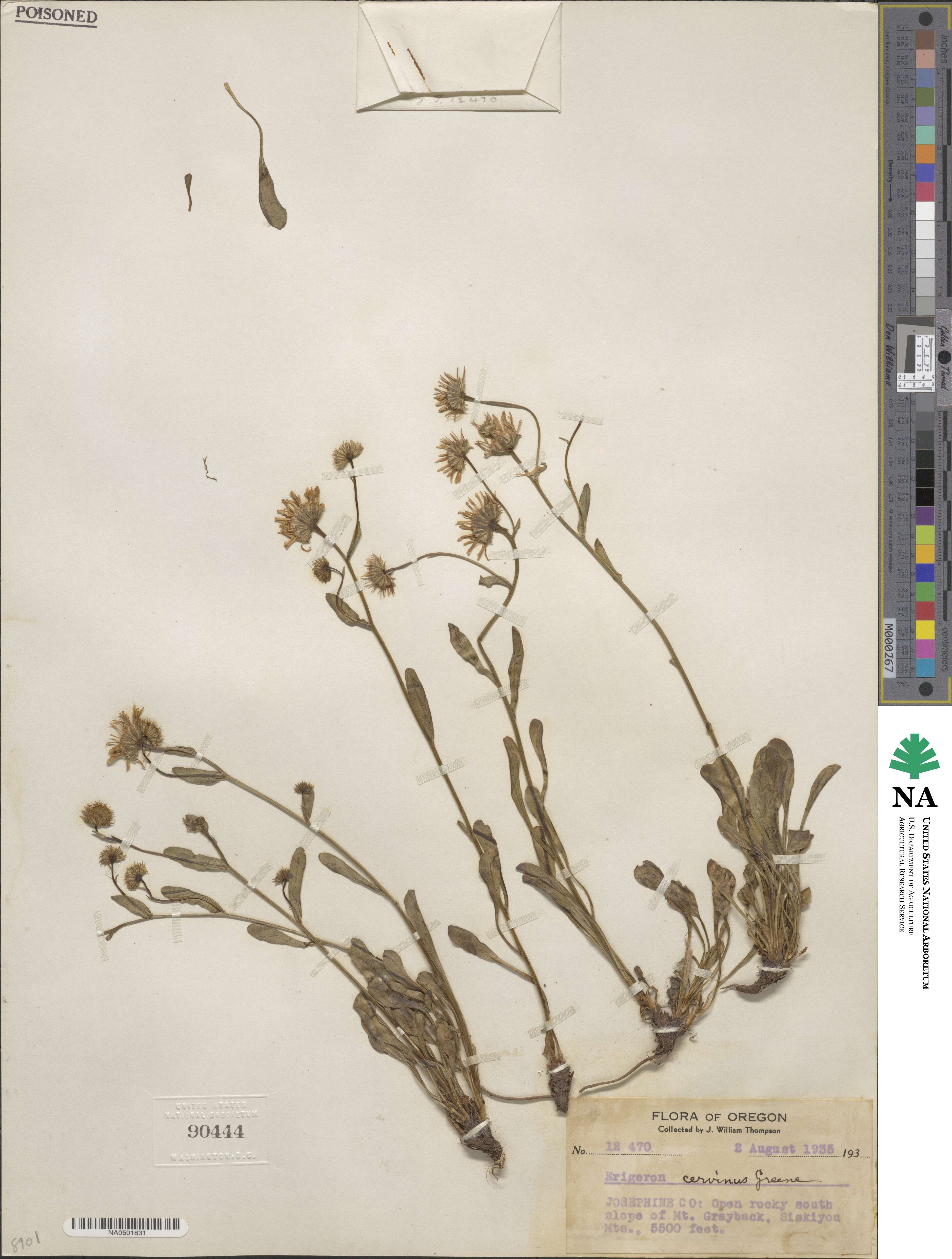 Erigeron cervinus image
