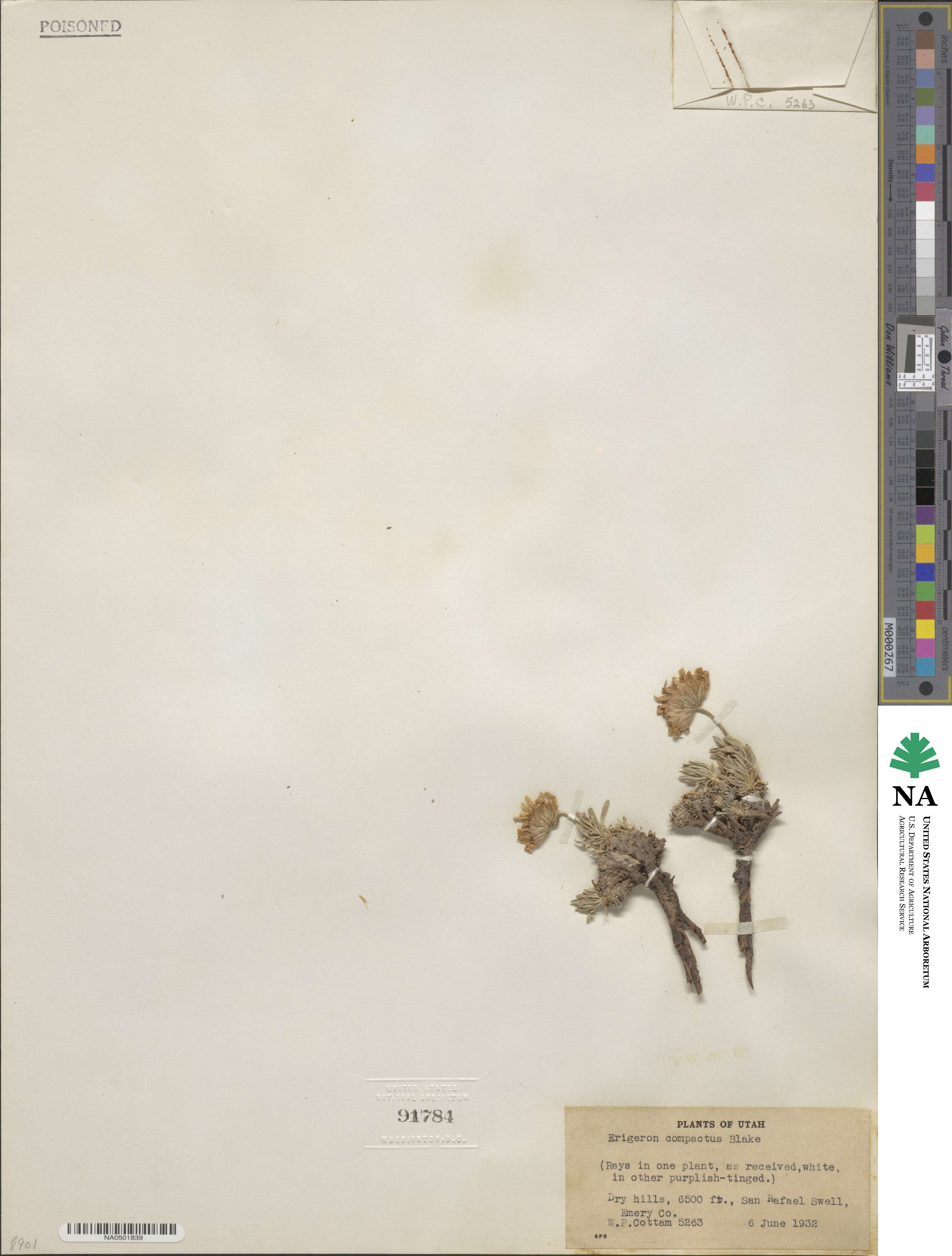 Erigeron compactus image