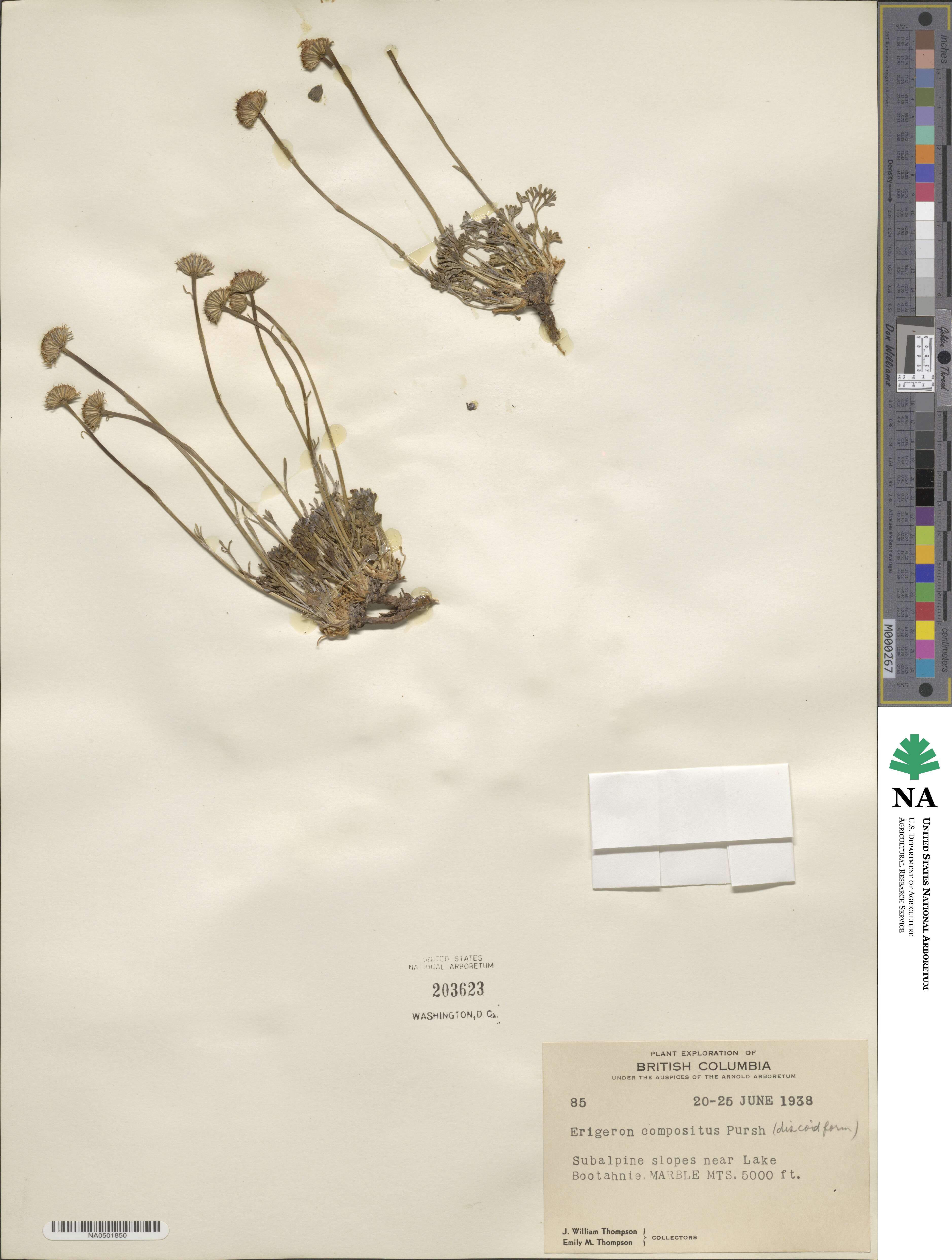 Erigeron compositus image