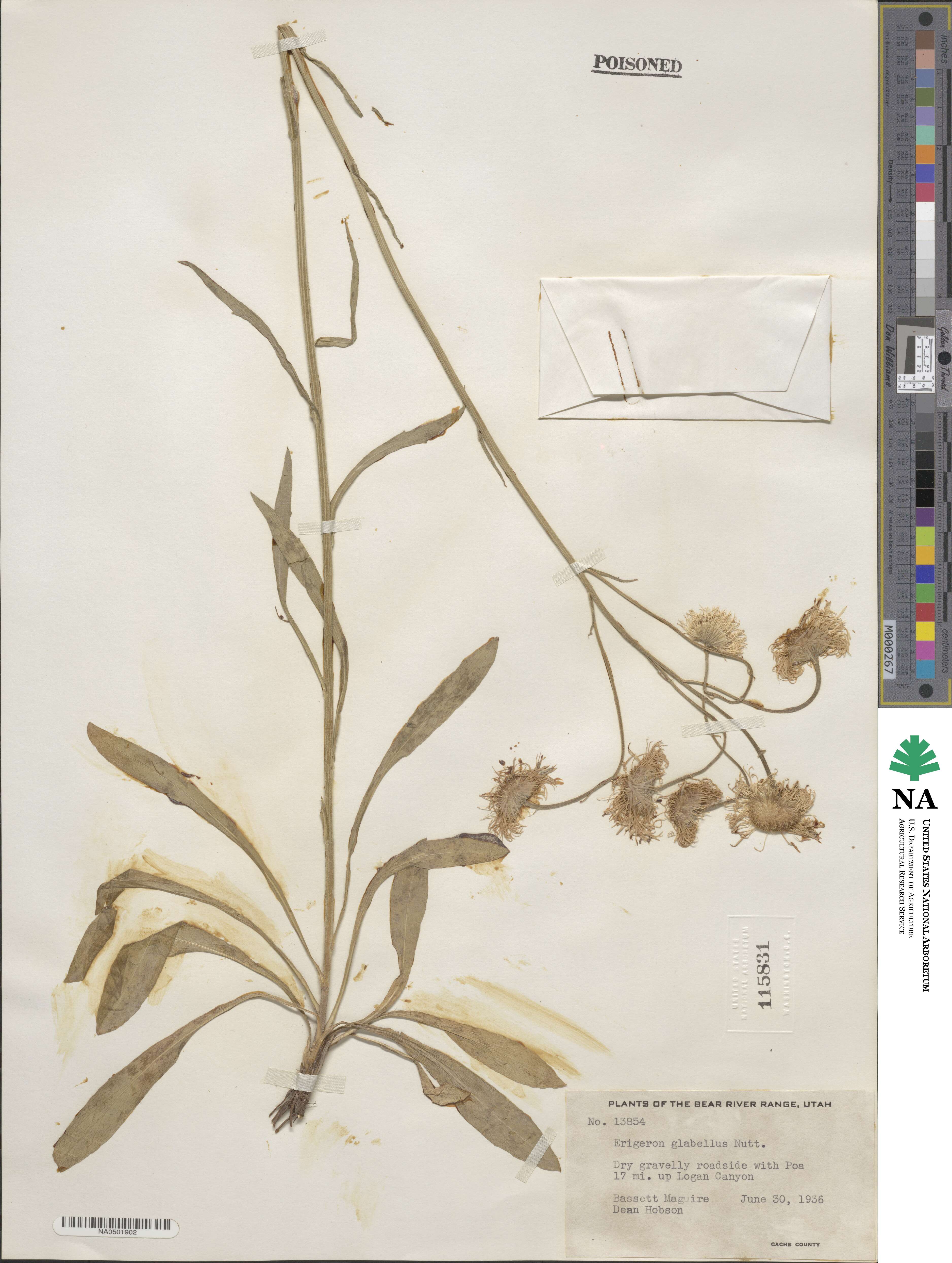Erigeron glabellus image