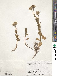 Erigeron glaucus image