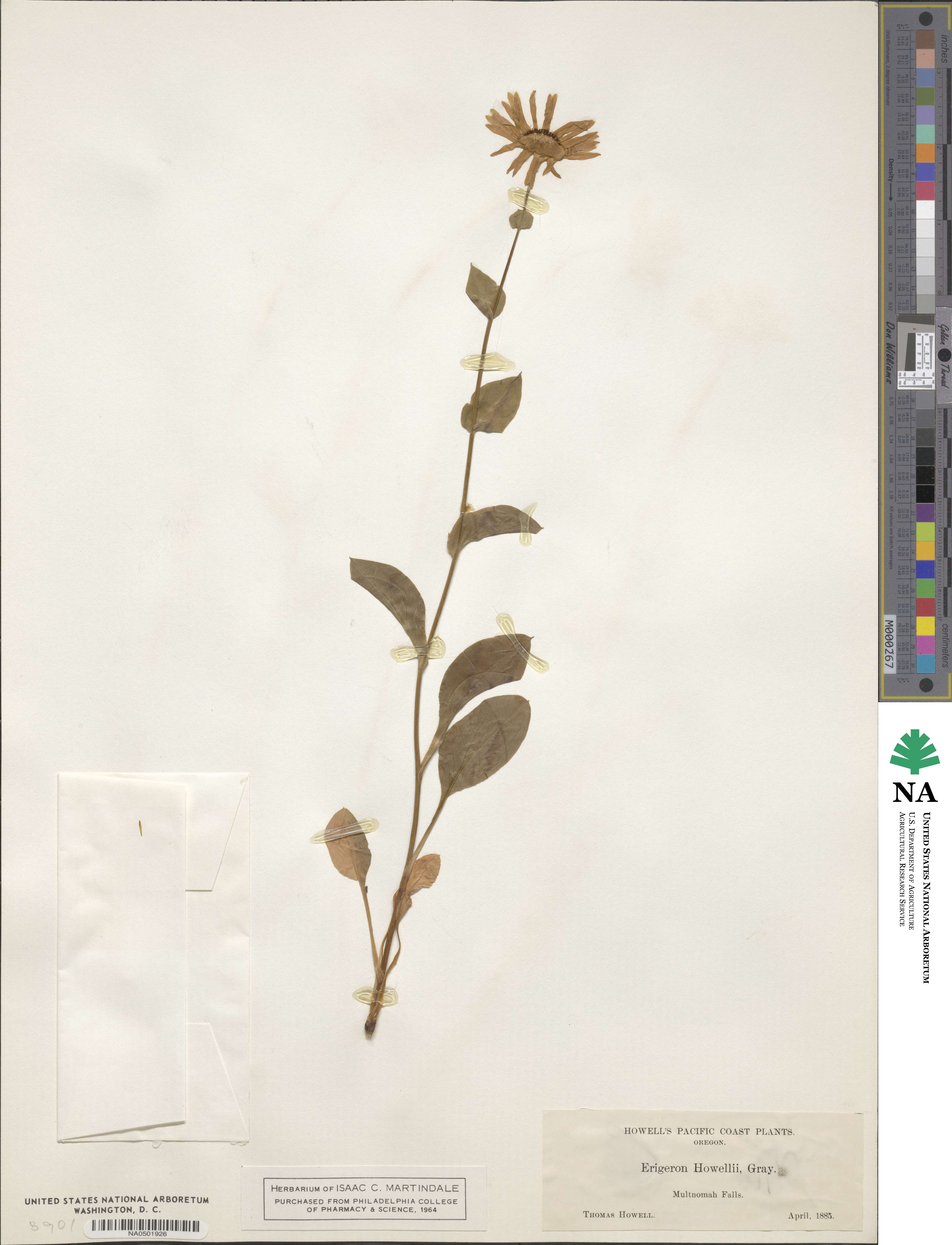Erigeron howellii image