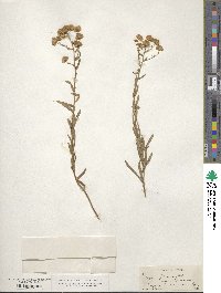 Erigeron inornatus image