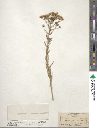 Erigeron inornatus image