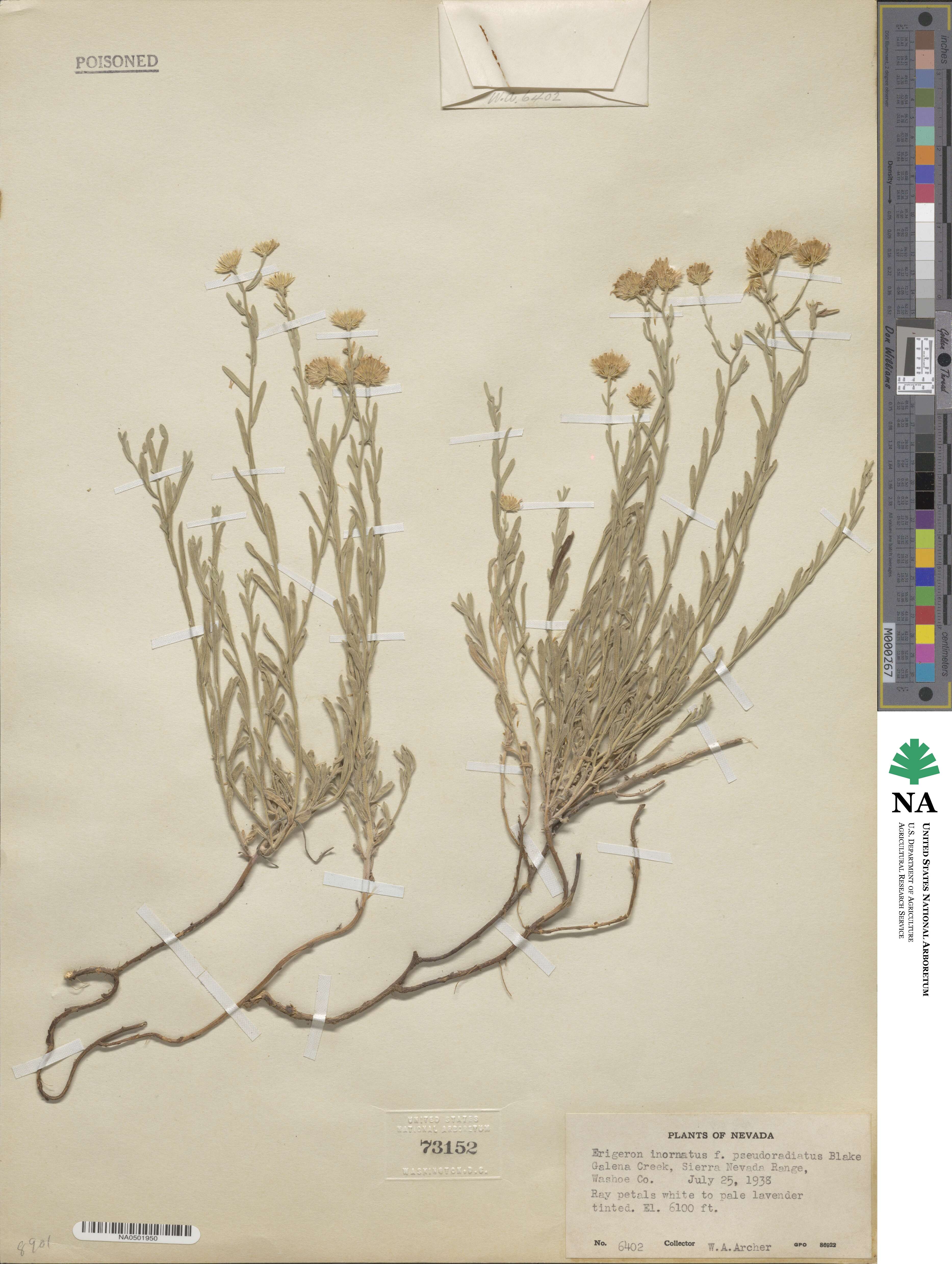 Erigeron inornatus image