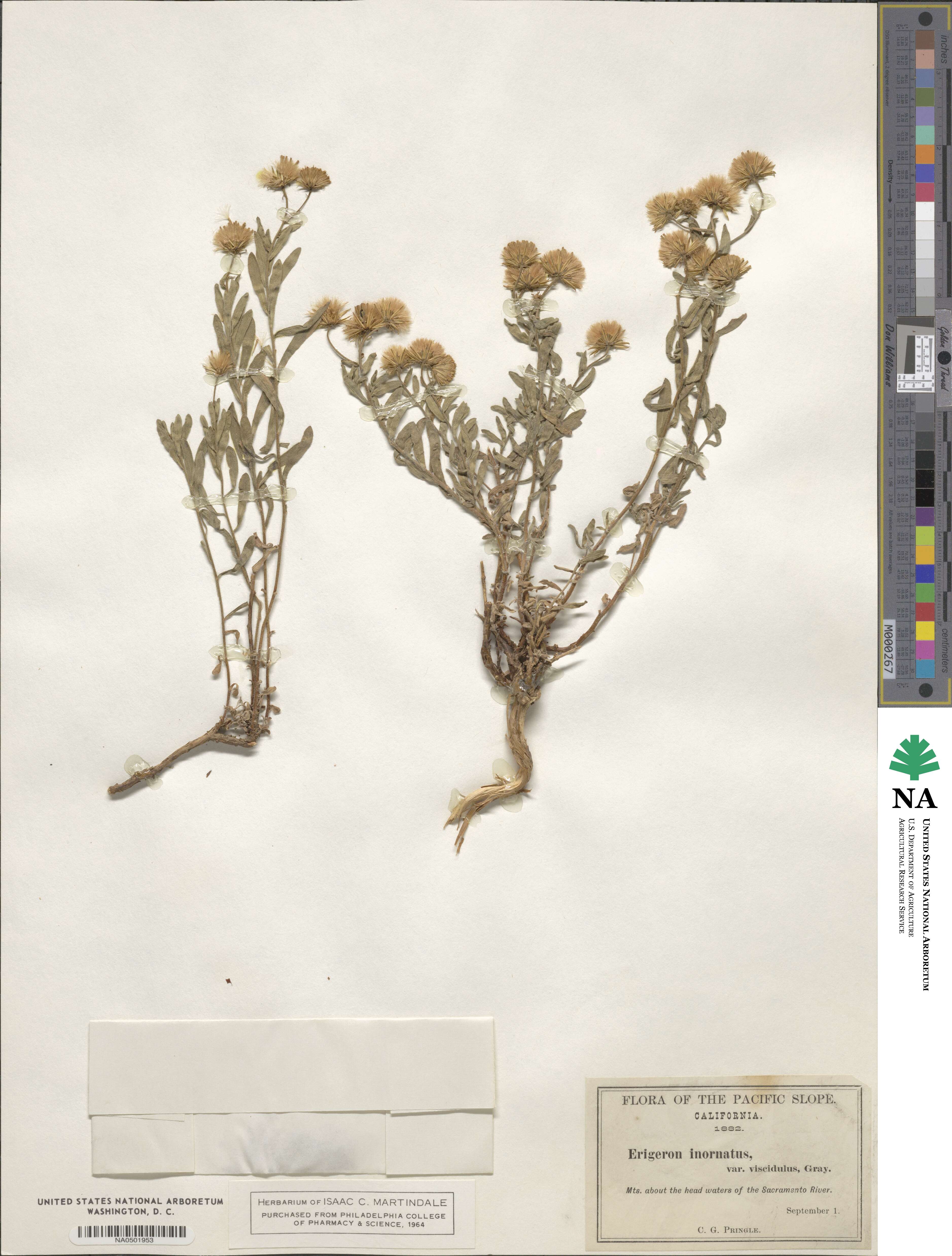 Erigeron petrophilus var. viscidulus image