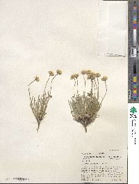 Erigeron linearis image