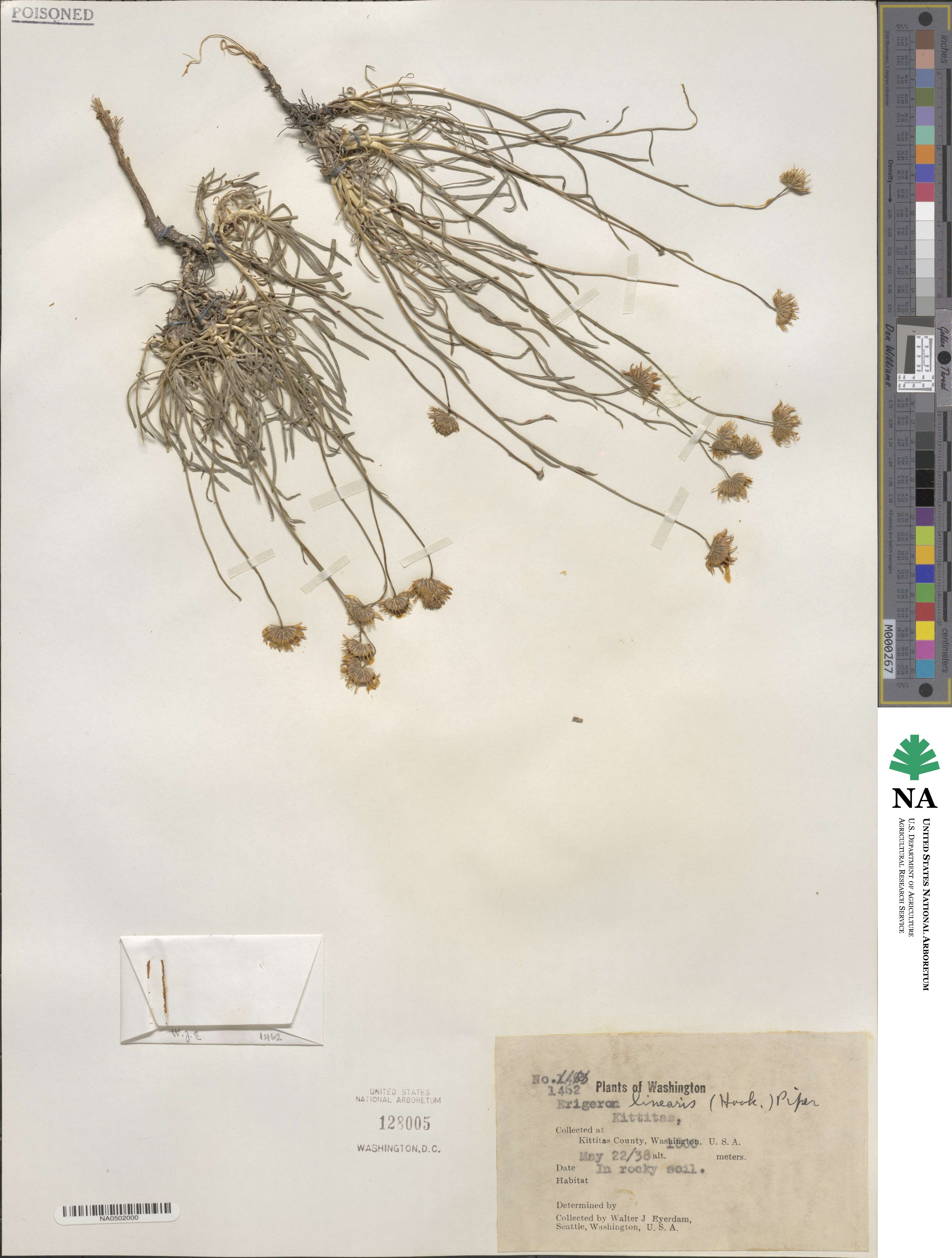 Erigeron linearis image