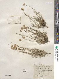 Erigeron linearis image