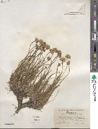 Erigeron linearis image