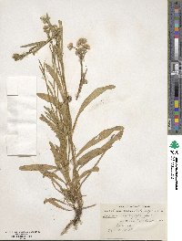 Erigeron lonchophyllus image