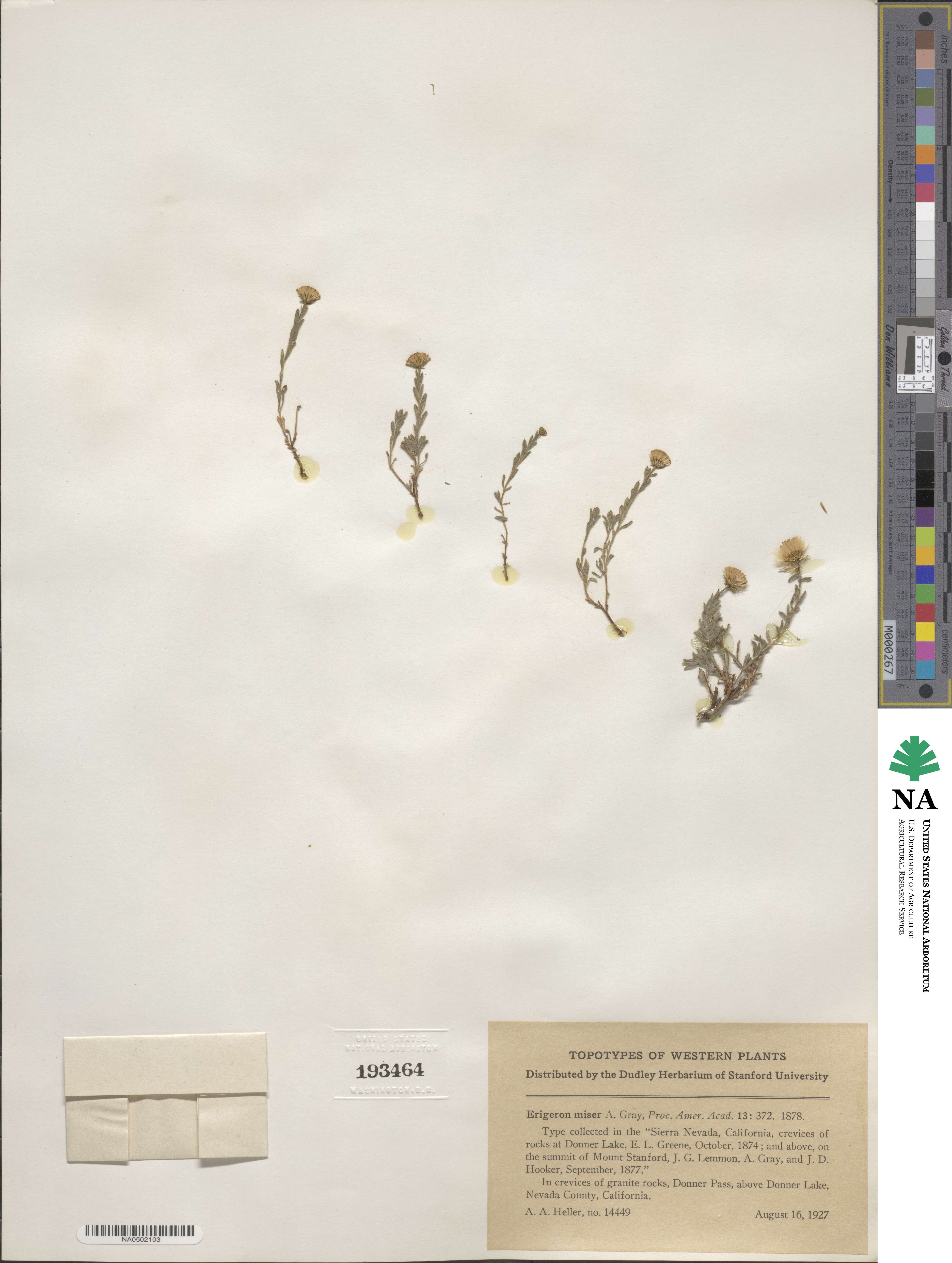 Erigeron miser image