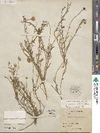 Erigeron modestus image