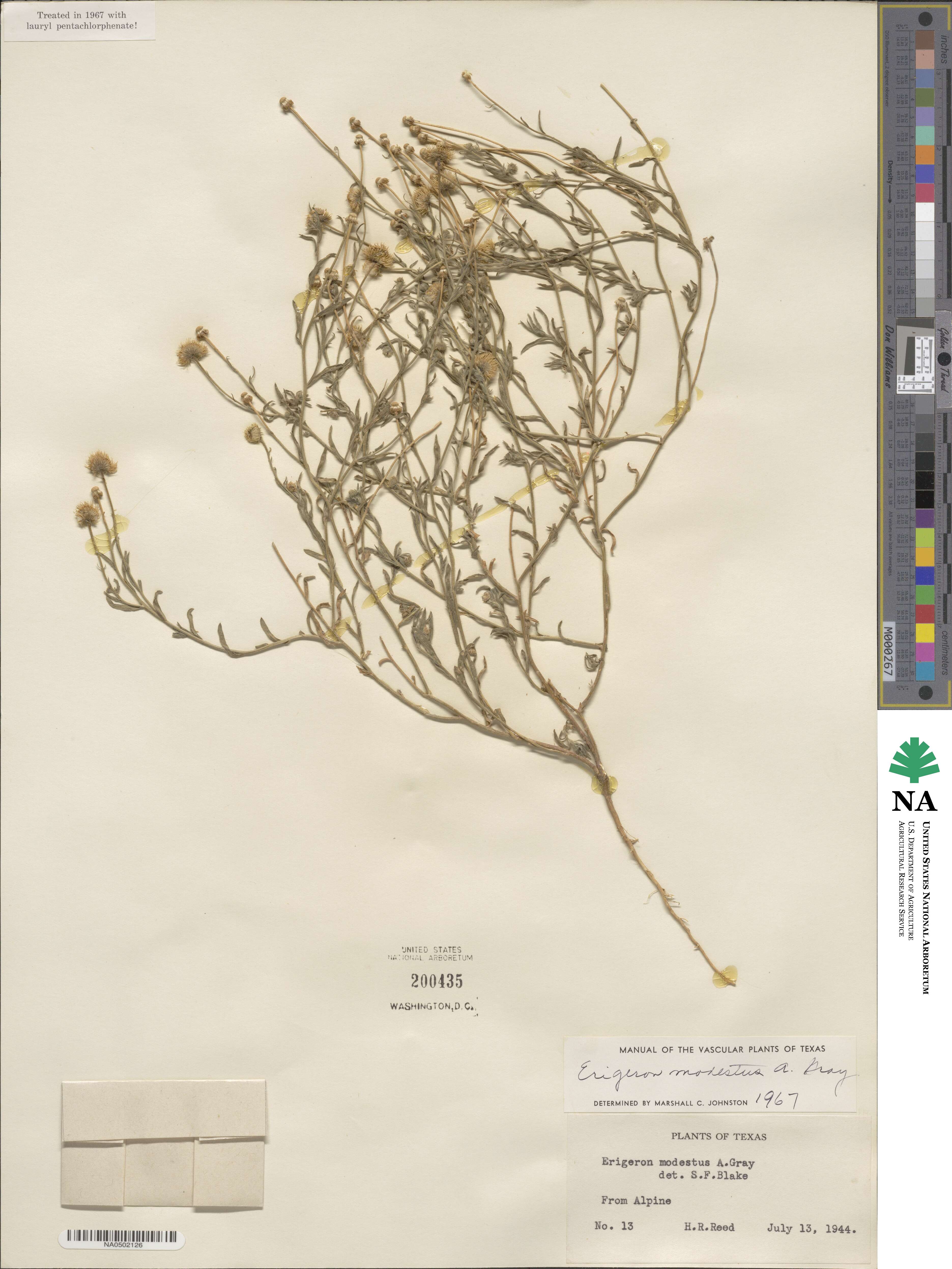 Erigeron modestus image