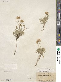 Erigeron modestus image