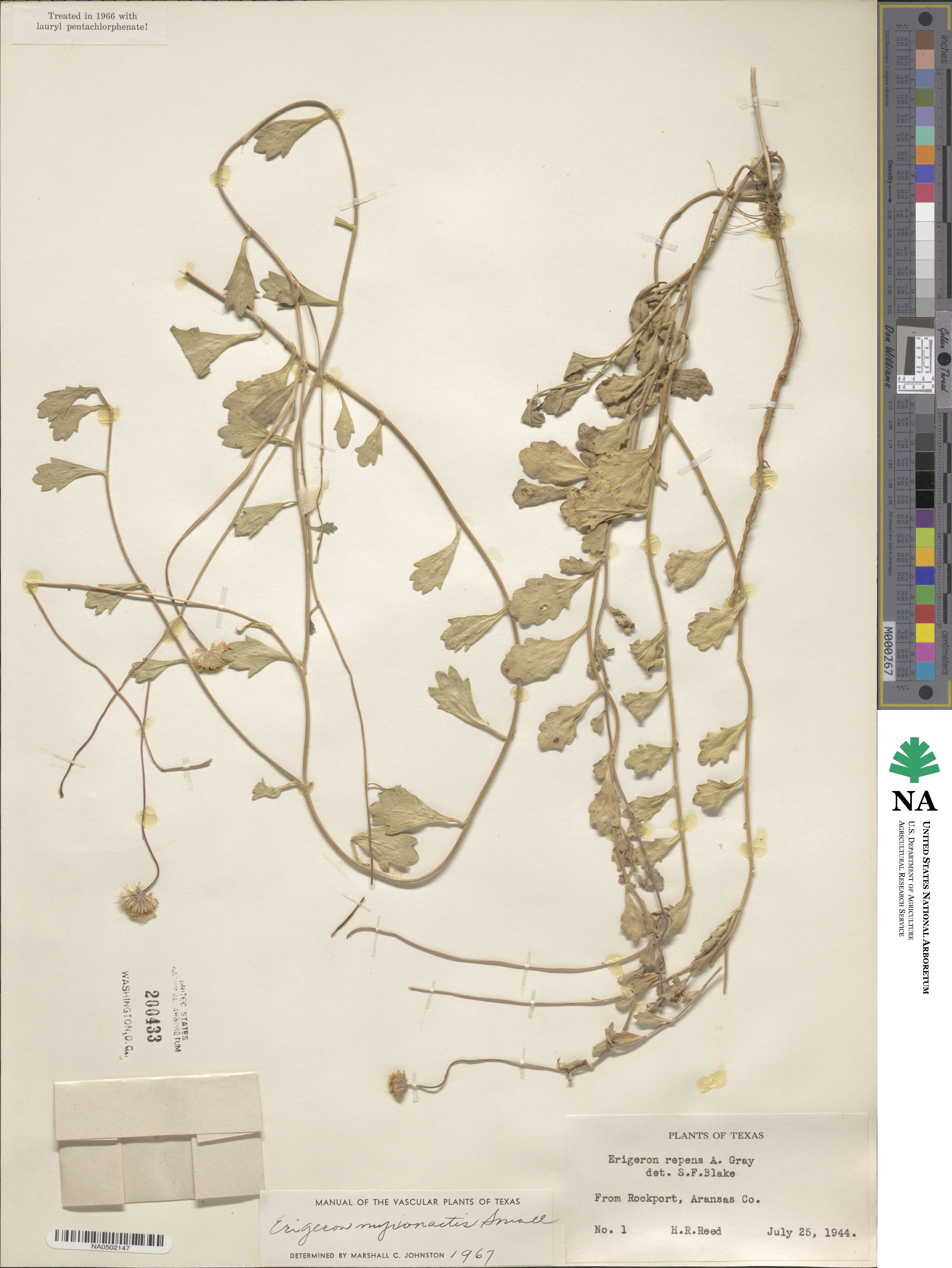 Erigeron procumbens image