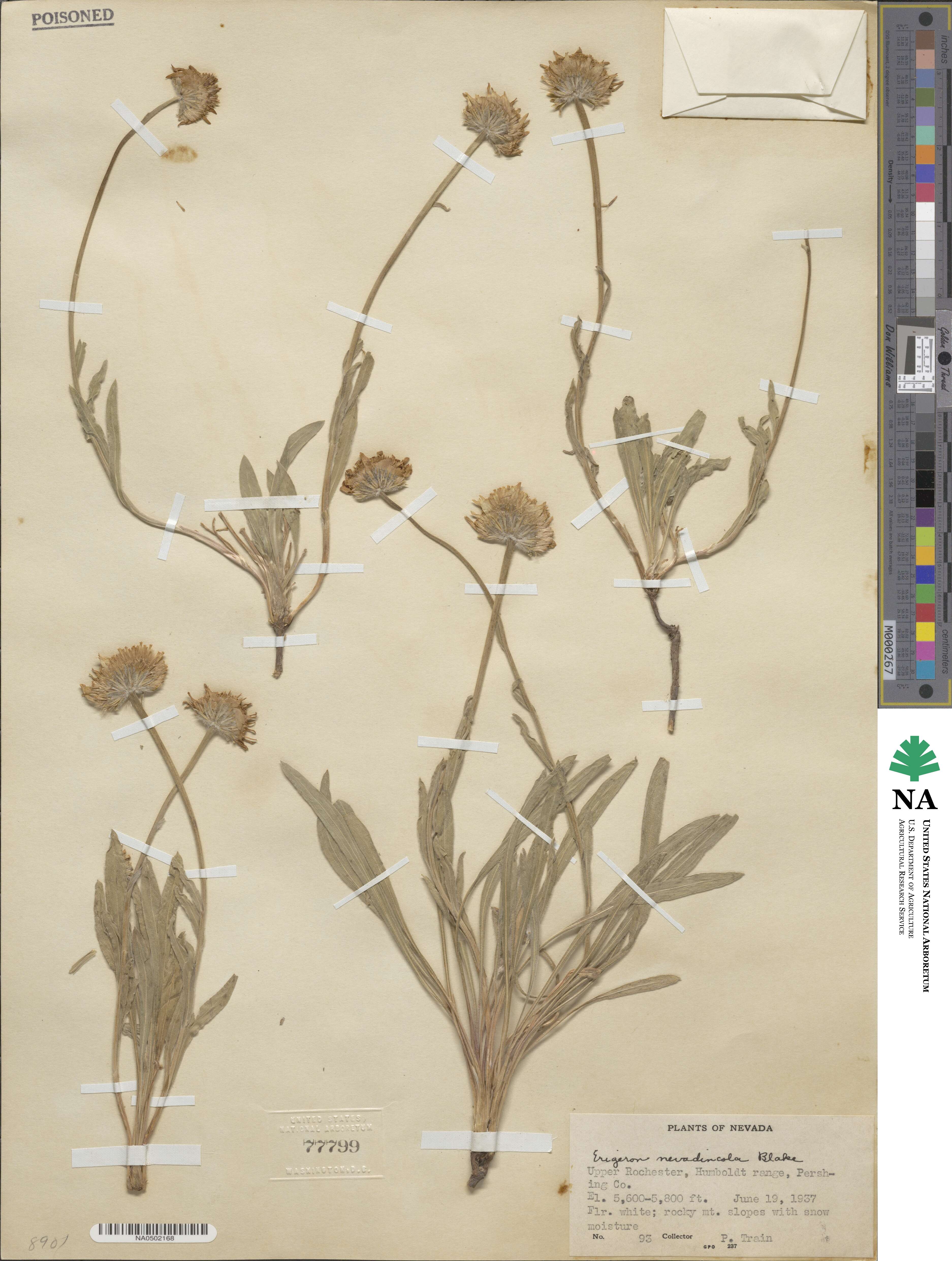 Erigeron eatonii var. nevadincola image