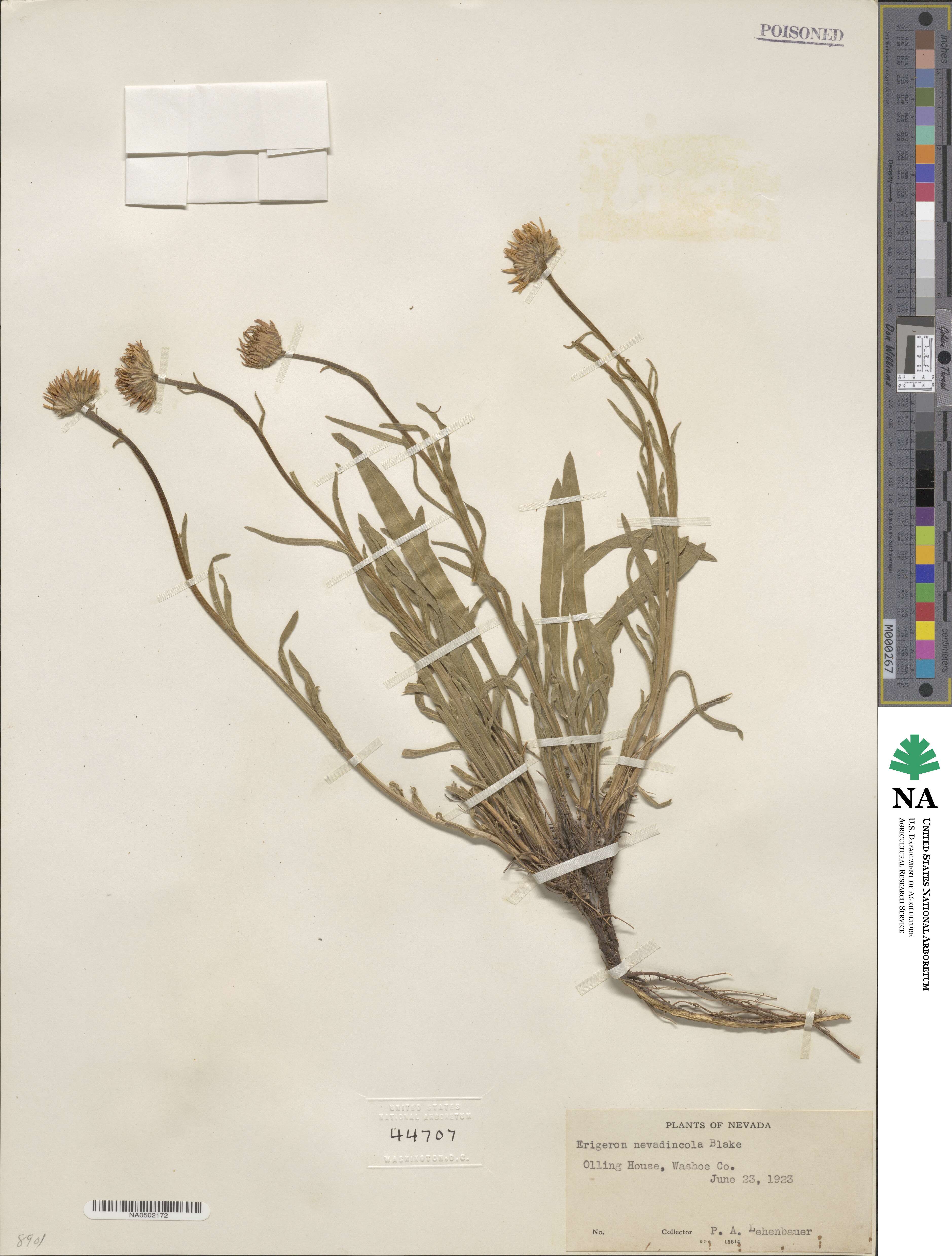 Erigeron eatonii image