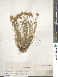 Erigeron ochroleucus image