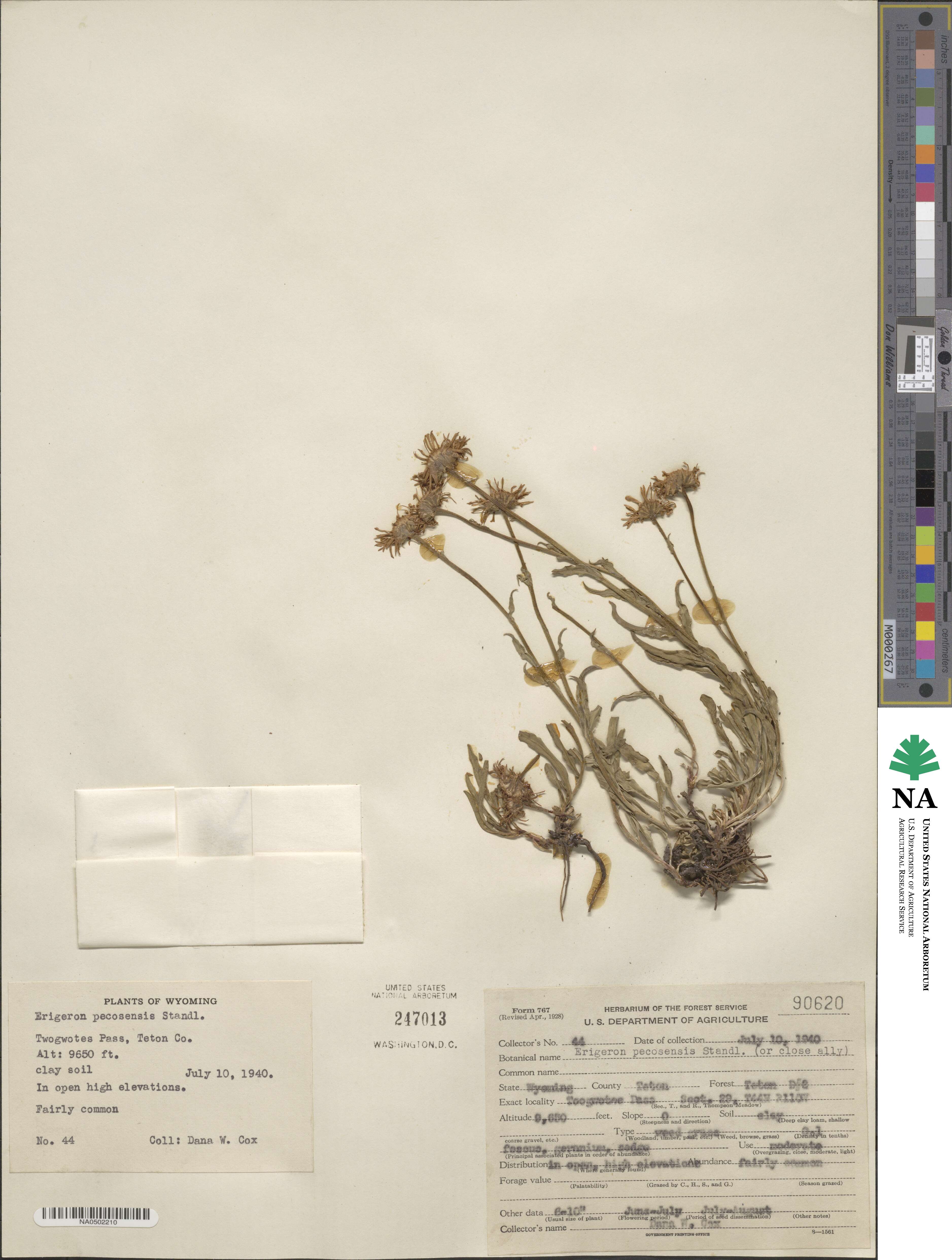 Erigeron formosissimus image