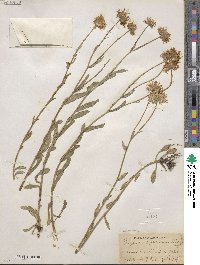 Erigeron formosissimus image