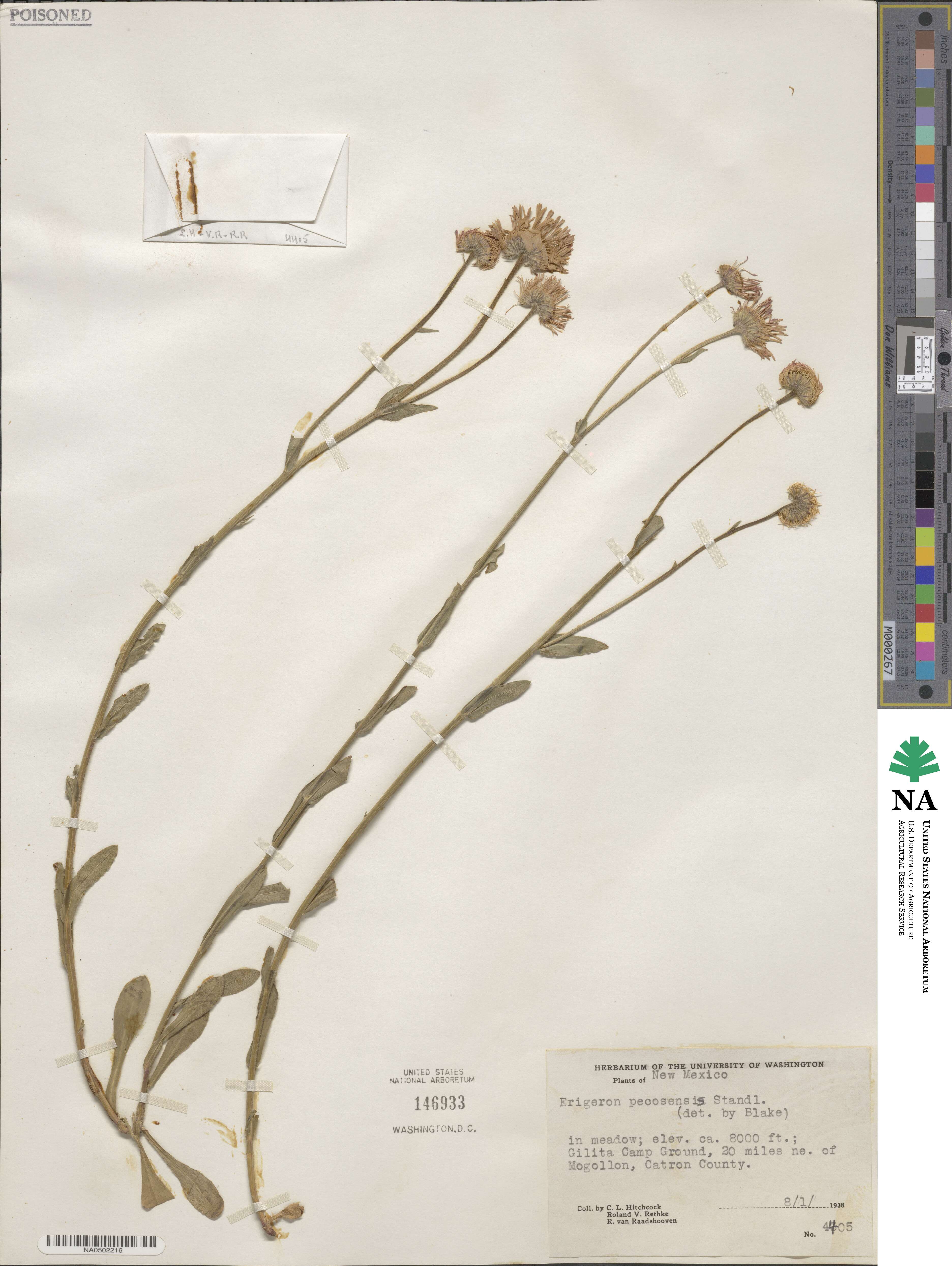 Erigeron formosissimus image