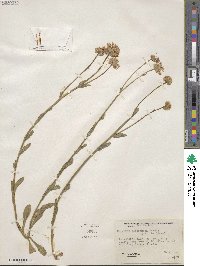 Erigeron formosissimus image