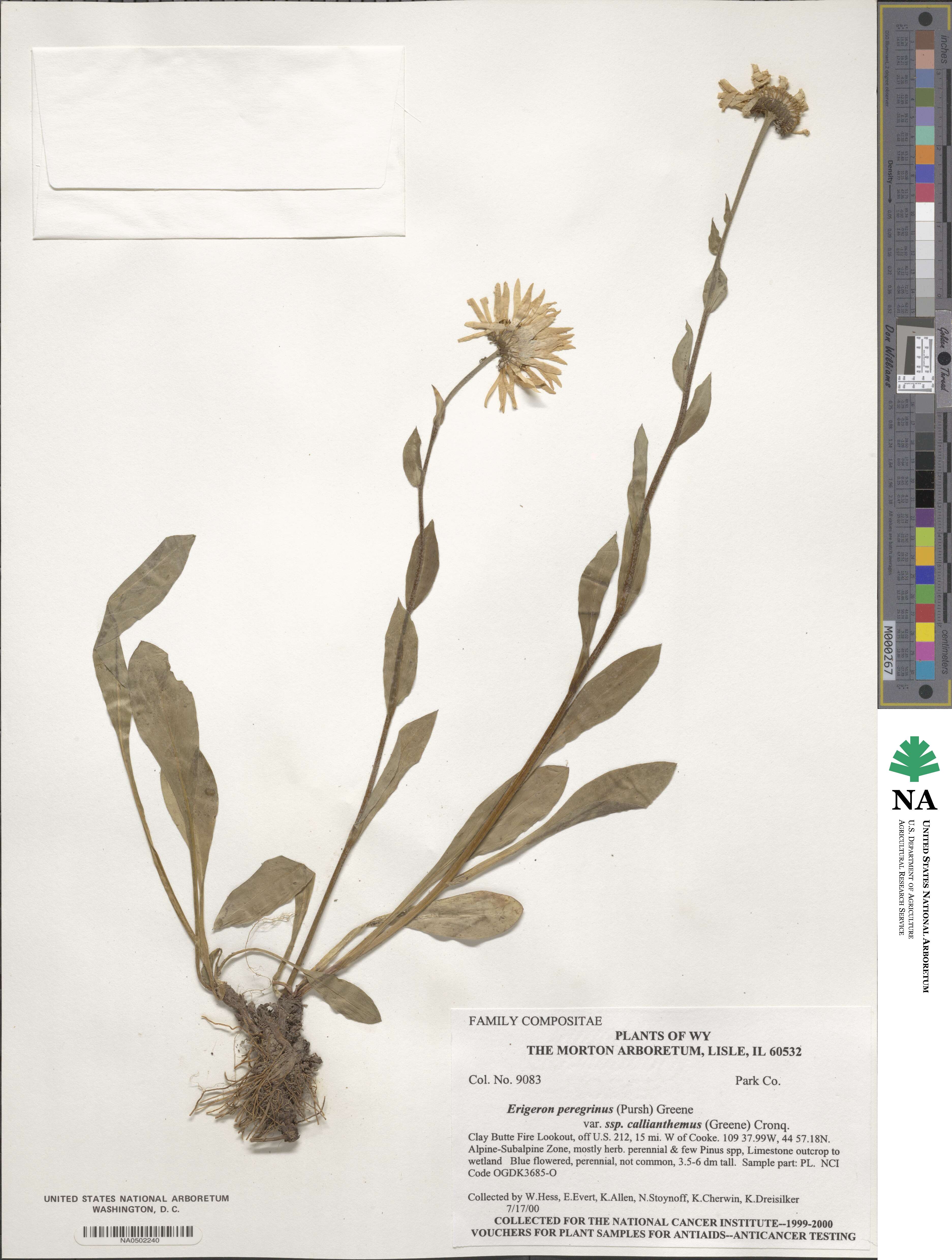 Erigeron glacialis image