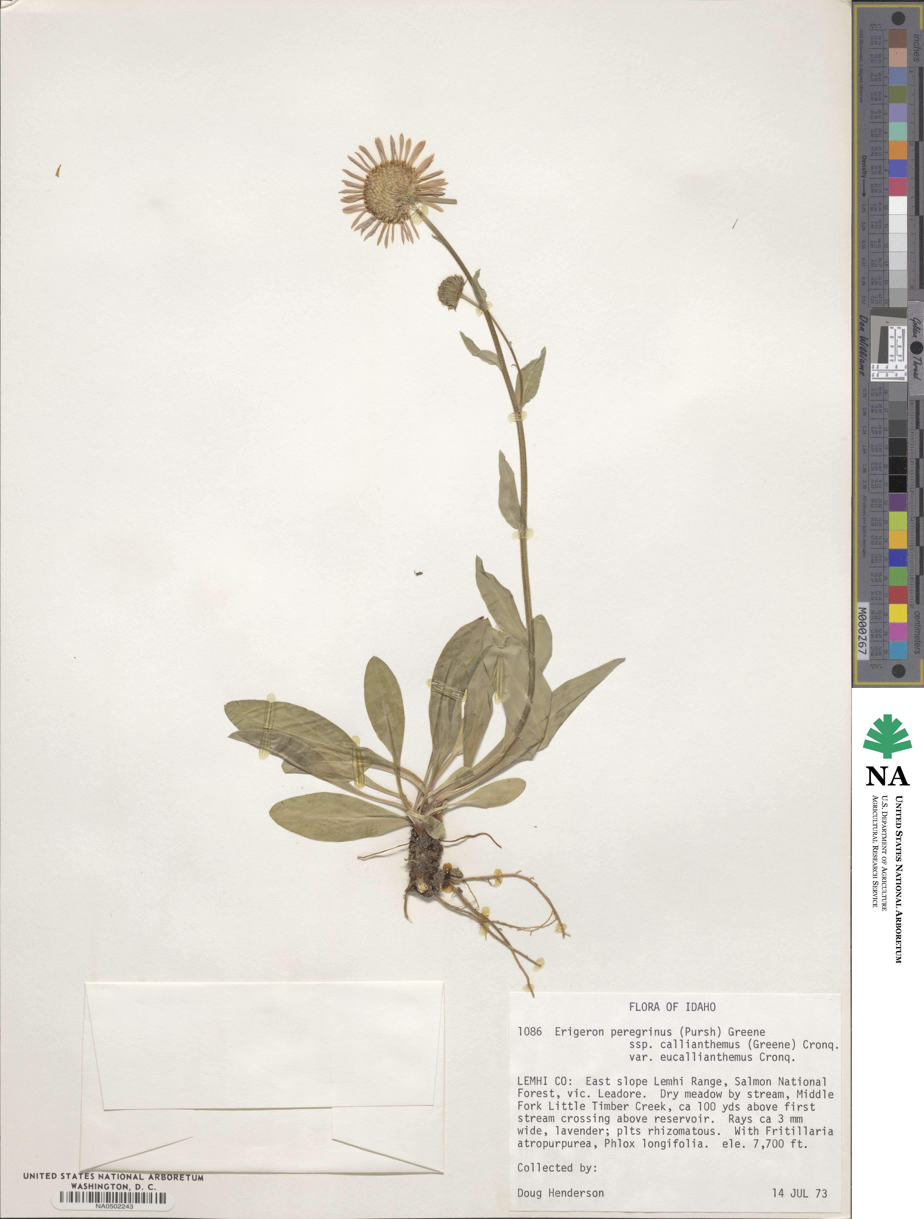 Erigeron glacialis image