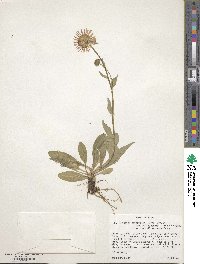 Erigeron glacialis image