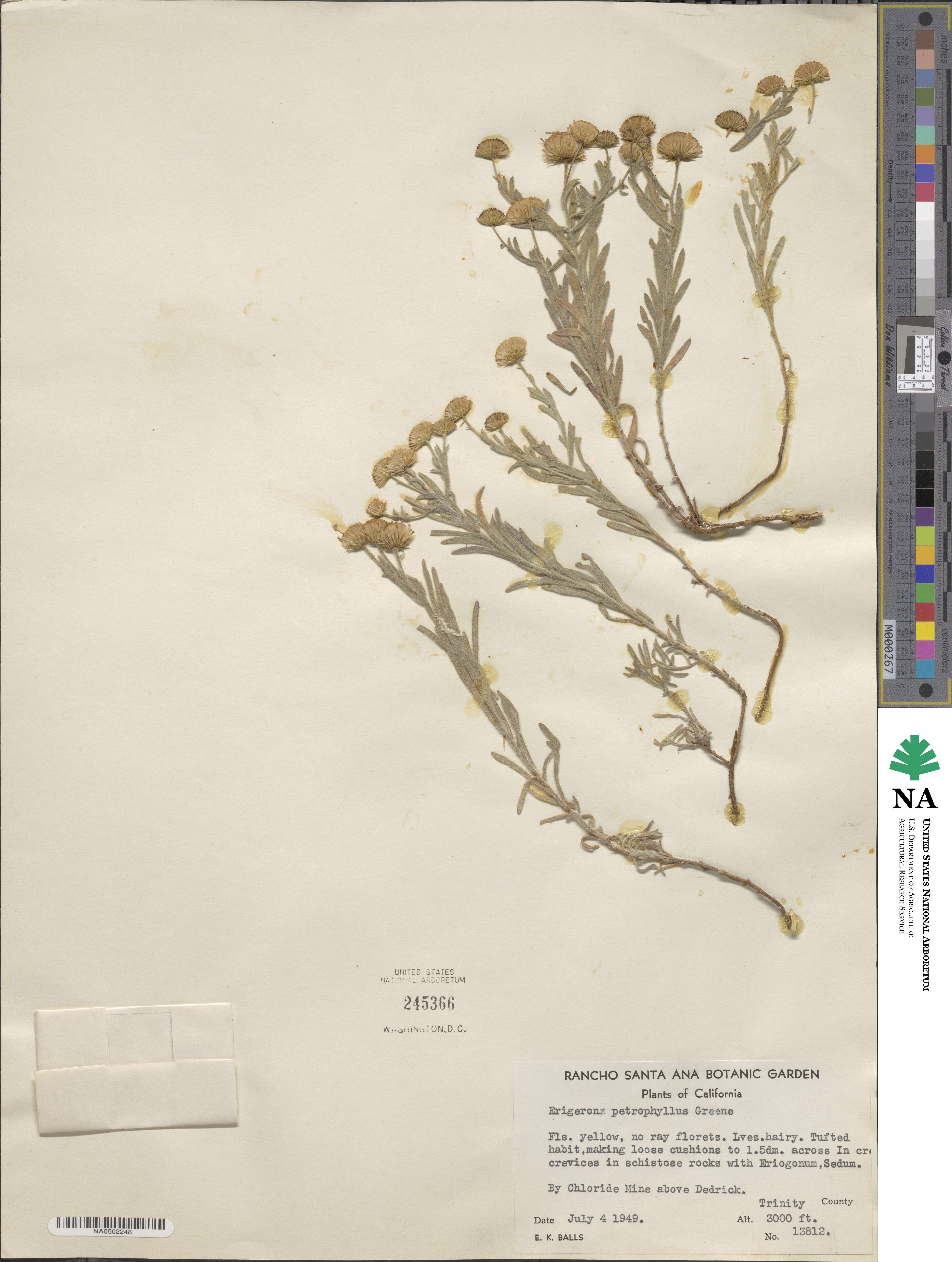 Erigeron petrophilus image