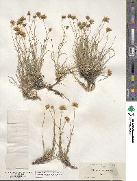 Erigeron linearis image